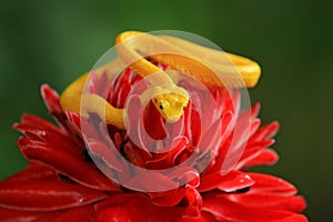 Bothriechis schlegeli, Yellow Eyelash Palm Pitviper, on the red wild flower. Wildlife scene from tropic forest. Bloom with snake