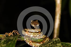 Bothriechis schlegelii Eye lash pit viper next to a spider in the jungle