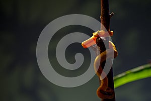 Bothriechis schlegelii, the eyelash viper