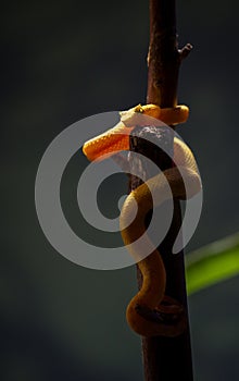 Bothriechis schlegelii, the eyelash viper