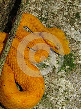 Bothriechis schlegelii, known commonly as the eyelash viper, is a species of venomous pit viper in the family Viperidae