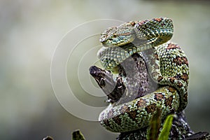 Bothriechis supraciliaris, Blotched palm-pit viper, venomous green arboreal snake