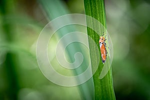 Bothrogonia is perched on green leaf