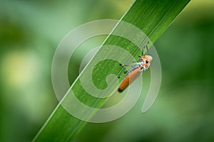 Bothrogonia is perched on green leaf