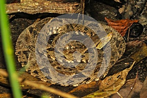 Bothrops asper snake in tropical rain forest