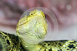 Bothrops Asper Snake photo