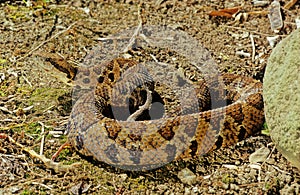 Bothrops atrox