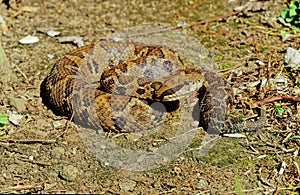 Bothrops atrox