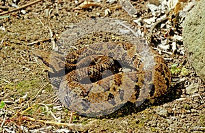 Bothrops atrox