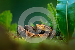 Bothrops atrox, Fer-de-lance in nature habitat. Common Lancehead viper, in tropical forest. Poison snake in the dark jungle.