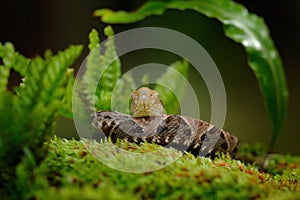 Bothrops atrox, Fer-de-lance in nature habitat. Common Lancehead viper, in tropical forest. Poison snake in the dark jungle.