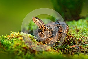 Bothrops atrox, Fer-de-lance in nature habitat. Common Lancehead viper, in tropical forest. Poison snake in the dark jungle.