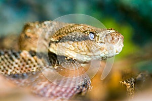 Bothrops Atrox Snake photo