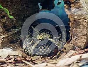 Bothrops cotiara snake, aka Fonsecas lancehead, only found in Brazilian southeast