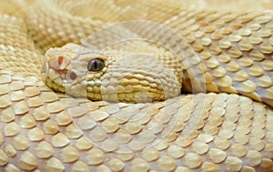 Bothrops insularis snake, known as the Golden lancehead. Close up view