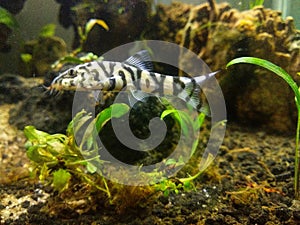 Botia almorhae fish