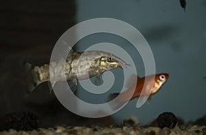 Pakistani loach swimming in freswater aquarium