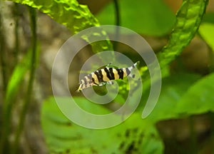 Botia with green, aquarium background. Shallow dof.The clown loach (Chromobotia macracanthus), or tiger botia, is a tropical