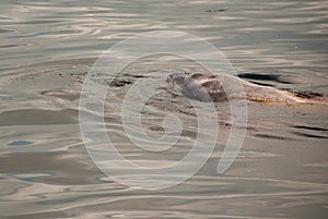 Boto Amazon River Dolphin. Amazon river, Amazonas, Brazil