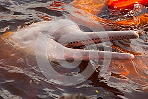 Boto Amazon River Dolphin. Amazon river, Amazonas, Brazil