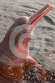 Boto Amazon River Dolphin. Amazon river, Amazonas, Brazil