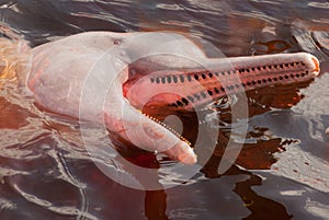 Boto Amazon River Dolphin. Amazon river, Amazonas, Brazil