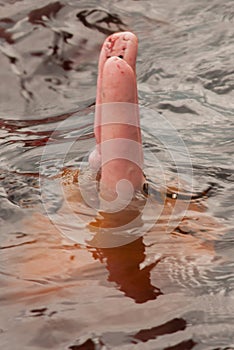 Boto Amazon River Dolphin. Amazon river, Amazonas, Brazil