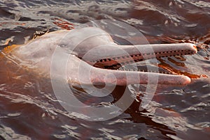 Boto Amazon River Dolphin. Amazon river, Amazonas, Brazil