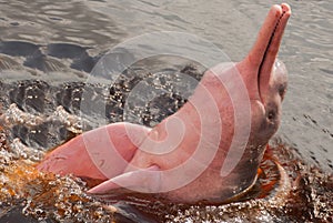 Boto Amazon River Dolphin. Amazon river, Amazonas, Brazil