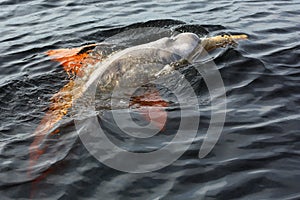 Boto dolphin in dark waters of Rio Negro photo