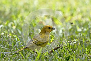 Boton de oro Sicalis flaveola photo