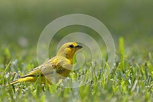 Boton de oro Sicalis flaveola photo