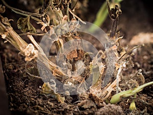 Botrytis cinerea or gray mold of Pelargonium