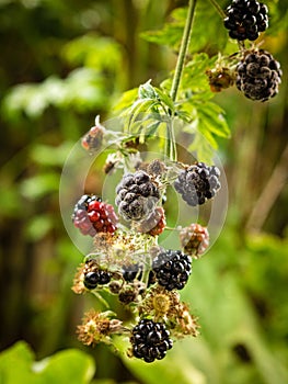 Botrytis fruit rot or gray mold on blackberries