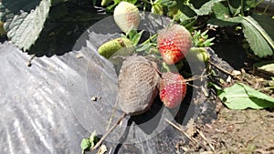 Botrytis Fruit Rot or Gray Mold of strawberries - landscape format, Botrytis affecting a strawberry fruit, spreading to a ripe str