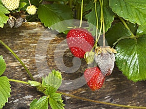 Botrytis Fruit Rot or Gray Mold of strawberries