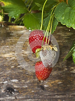 Botrytis Fruit Rot of Strawberries