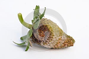 Botrytis infected unripe strawberry on a white background