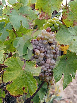 Botrytised Chenin grape, early stage, Savenniere, France