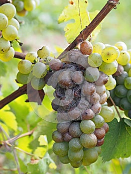 Botrytised Chenin grape, early stage, Savenniere, France