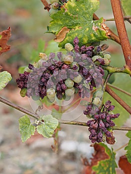 Botrytised Chenin grape, Savenniere, France