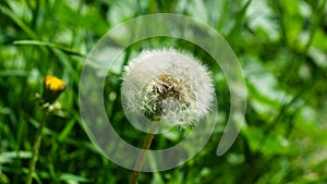 Botshoe dandelion flower on a green meadow.