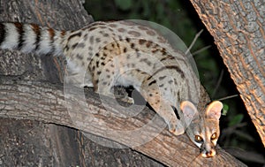 Botswana: African wildcat, nocturnal animal, endangered species