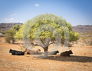 Botswana Beef Cattle