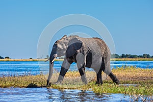 African elephant - single