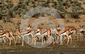Botswana: A herd of Antilopes in the Kalahari desert near a waterhole. photo