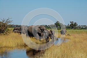 Botswana herd of Elephants drinking water in creek