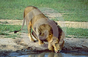 Botswana: A Lion is drinking at the waterhole in Shamwari Game Reserve