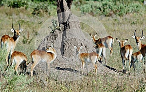 Botswana Okovango Delta Herd of Puku Around Tree photo