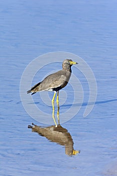 Botswana - Rare African Wattled Lapwing photo